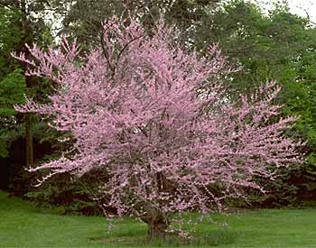 eastern redbud